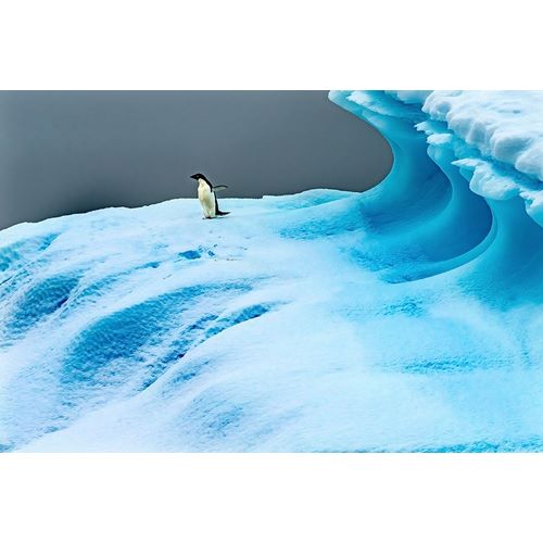 Adelie Penguin blue iceberg Charlotte Bay-Antarctica